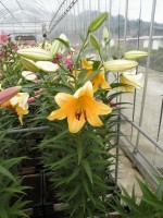 [1764 Corcovado VH No02.JPG]